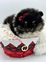 Tri color Pomeranian, a female Pomeranian for sale in Bourbonnais, IL – Photo 4 of 4