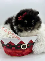 Tri color Pomeranian, a female Pomeranian for sale in Bourbonnais, IL – Photo 2 of 4
