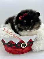 Tri color Pomeranian, a female Pomeranian for sale in Bourbonnais, IL – Photo 1 of 4