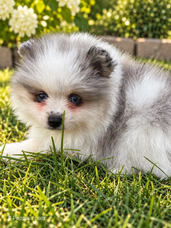 Blue Merle Parti  – Pomeranian puppy for sale in Bourbonnais, IL