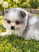 Blue Merle Parti , a male Pomeranian for sale in Bourbonnais, IL – 1 of 2
