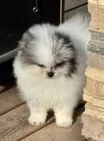 Merle male small blue eyes , a male Pomeranian for sale in Bourbonnais, IL – Photo 3 of 3