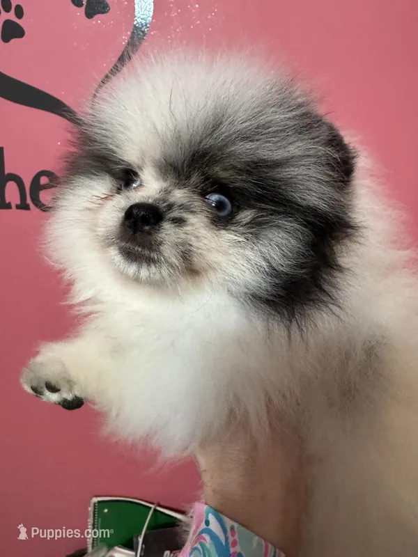 Merle male small blue eyes  – Pomeranian puppy for sale in Bourbonnais, IL