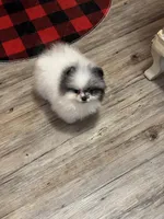 Merle male small blue eyes , a male Pomeranian for sale in Bourbonnais, IL – Photo 3 of 3