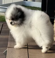 Merle male small blue eyes , a male Pomeranian for sale in Bourbonnais, IL – Photo 2 of 3