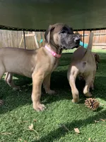 Bingo, a female Great Dane for sale in Greeley, CO – Photo 6 of 10