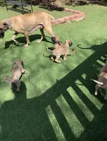 Bingo, a female Great Dane for sale in Greeley, CO – Photo 9 of 10