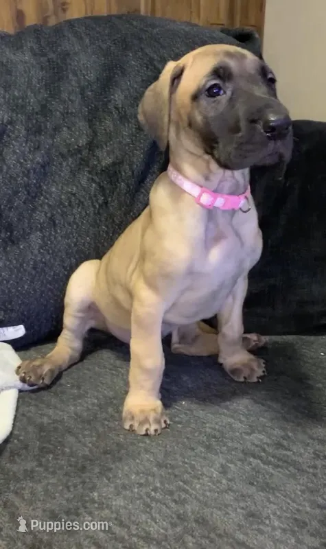 Bingo – Great Dane puppy for sale in Greeley, CO