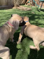 Bingo, a female Great Dane for sale in Greeley, CO – Photo 7 of 10