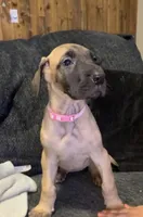 Bingo, a female Great Dane for sale in Greeley, CO – Photo 4 of 10