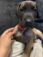 Trejo, a male Great Dane for sale in Greeley, CO – Photo 5 of 10