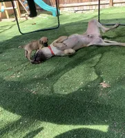 Trejo, a male Great Dane for sale in Greeley, CO – Photo 10 of 10