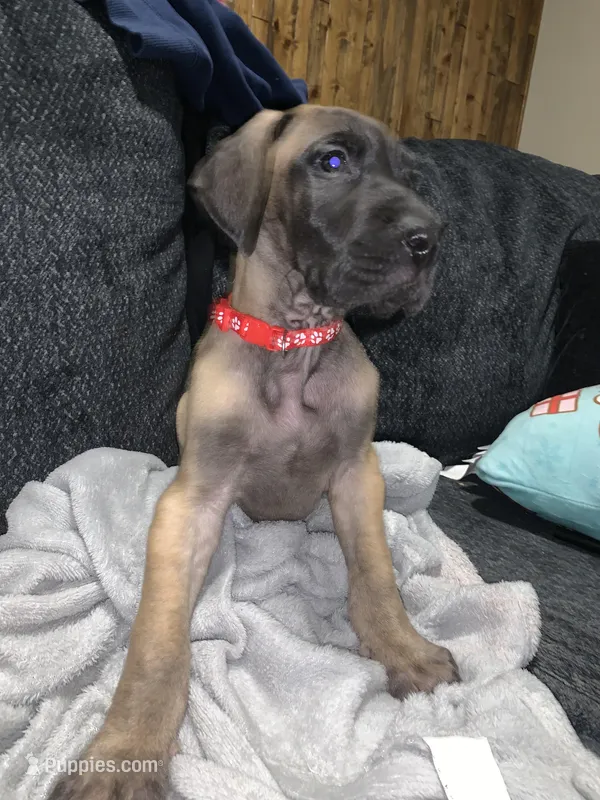 Trejo – Great Dane puppy for sale in Greeley, CO