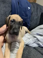 Glenda , a female Great Dane for sale in Greeley, CO – Photo 4 of 10