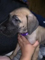 Glenda , a female Great Dane for sale in Greeley, CO – Photo 2 of 10