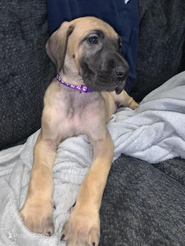 Glenda  – Great Dane puppy for sale in Greeley, CO