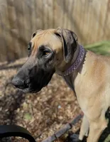 Trejo, a male Great Dane for sale in Greeley, CO – Photo 7 of 10