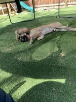 Trejo, a male Great Dane for sale in Greeley, CO – Photo 9 of 10