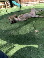 Trejo, a male Great Dane for sale in Greeley, CO – Photo 10 of 10