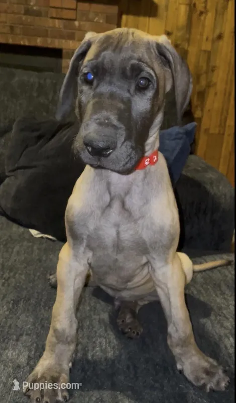 Trejo – Great Dane puppy for sale in Greeley, CO