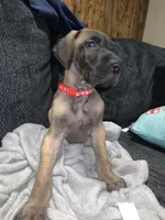 Trejo, a male Great Dane for sale in Greeley, CO – Photo 1 of 10