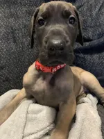 Trejo, a male Great Dane for sale in Greeley, CO – Photo 6 of 10