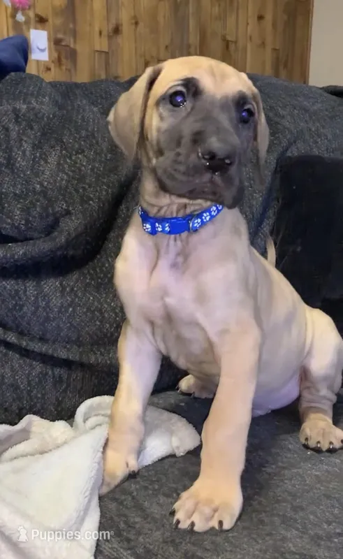 Bobby Jr – Great Dane puppy for sale in Greeley, CO