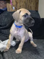 Bobby Jr, a male Great Dane for sale in Greeley, CO – Photo 2 of 10