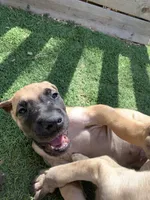 Bobby Jr, a male Great Dane for sale in Greeley, CO – Photo 5 of 10