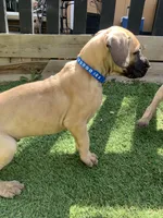 Bobby Jr, a male Great Dane for sale in Greeley, CO – Photo 6 of 10