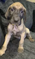 Sammy, a female Great Dane for sale in Greeley, CO – Photo 4 of 10