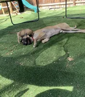 Sammy, a female Great Dane for sale in Greeley, CO – Photo 7 of 10