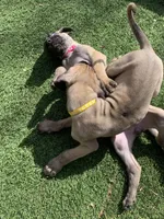 Sammy, a female Great Dane for sale in Greeley, CO – Photo 5 of 10