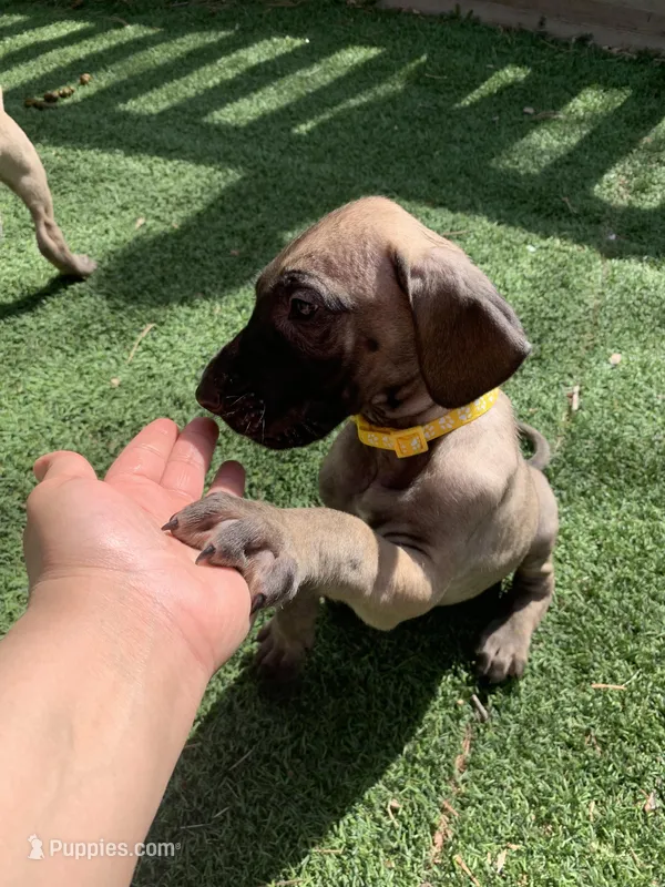 Sammy – Great Dane puppy for sale in Greeley, CO