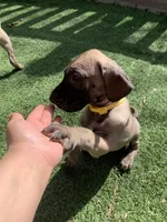 Sammy, a female Great Dane for sale in Greeley, CO – Photo 1 of 10