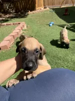 Sammy, a female Great Dane for sale in Greeley, CO – Photo 6 of 10