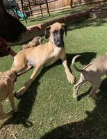 Sammy, a female Great Dane for sale in Greeley, CO – Photo 9 of 10