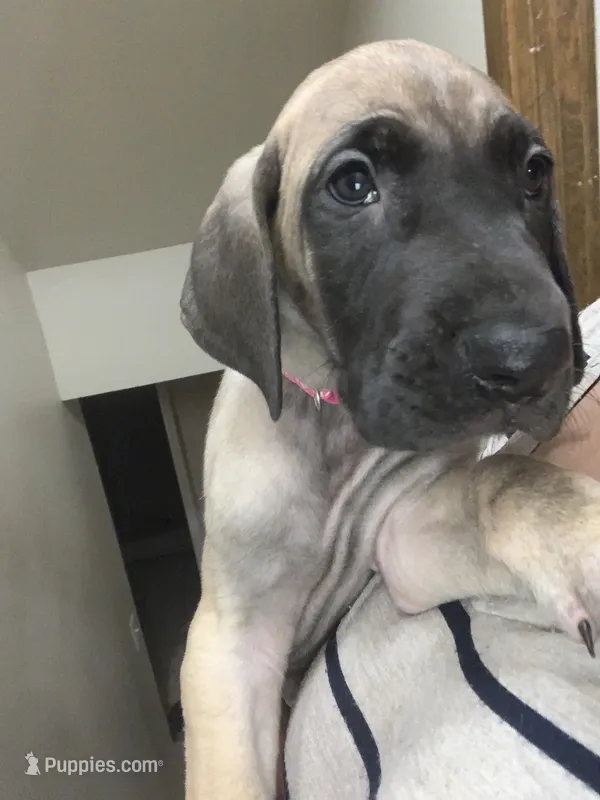 Bluey – Great Dane puppy for sale in Greeley, CO