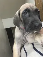 Bluey, a female Great Dane for sale in Greeley, CO – Photo 1 of 10