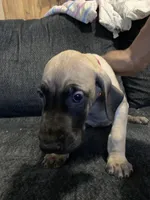 Bluey, a female Great Dane for sale in Greeley, CO – Photo 5 of 10