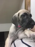 Bluey, a female Great Dane for sale in Greeley, CO – Photo 4 of 10