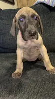 Bluey, a female Great Dane for sale in Greeley, CO – Photo 3 of 10