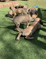 Bluey, a female Great Dane for sale in Greeley, CO – Photo 10 of 10