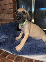 Lucky, a male Great Dane for sale in Greeley, CO – Photo 4 of 10