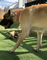 Lucky, a male Great Dane for sale in Greeley, CO – Photo 7 of 10