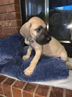 Lucky, a male Great Dane for sale in Greeley, CO – Photo 5 of 10