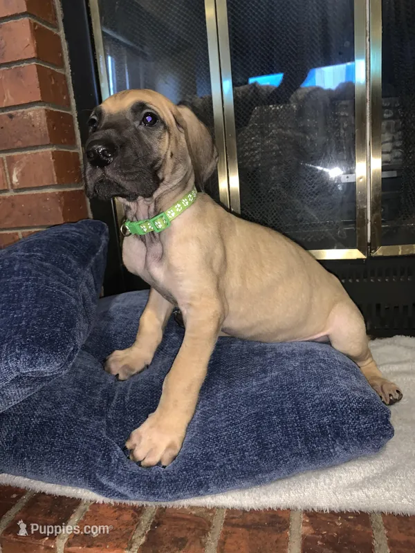 Lucky – Great Dane puppy for sale in Greeley, CO