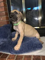 Lucky, a male Great Dane for sale in Greeley, CO – Photo 1 of 10