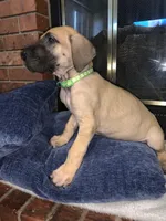 Lucky, a male Great Dane for sale in Greeley, CO – Photo 6 of 10