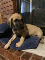 Lucky, a male Great Dane for sale in Greeley, CO – Photo 3 of 10